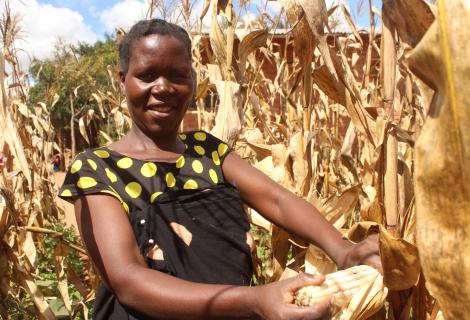 Matiana harvesting maize he cultivated with support of VSLA proceeds