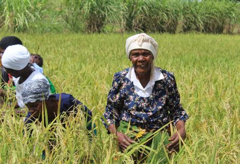 Members of Yelodani VSLA in their rice field