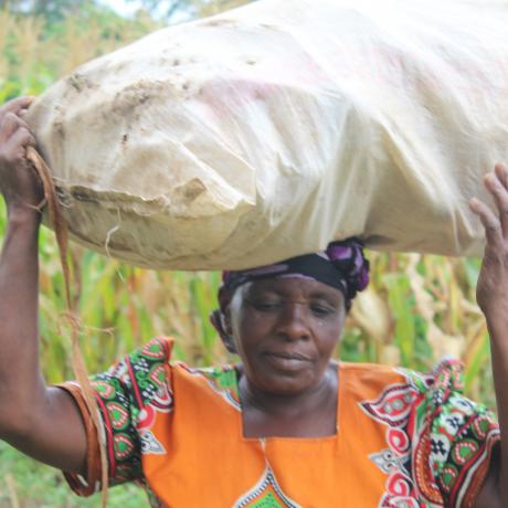 Loveness Mnyenyembe, a smallholder farmer in Chitipa, Malawi