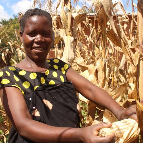 Matiana harvesting maize he cultivated with support of VSLA proceeds