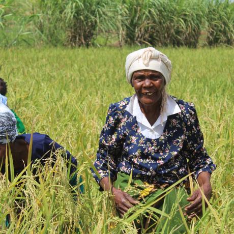 Members of Yelodani VSLA in their rice field