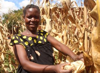 Matiana harvesting maize he cultivated with support of VSLA proceeds