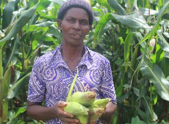 Catherine Banda showing maize she cultivated with agroecology practices