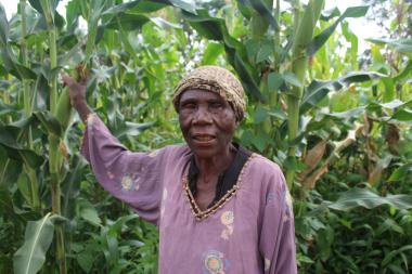 Chipeta in her maize field where she applied fertilizer with funds from cash transfer
