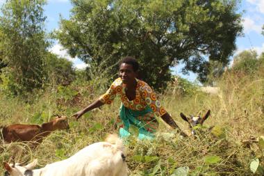 Chipojola with her livestock 