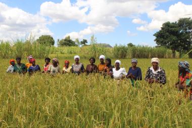 Members of Yelodani VSLA in their rice field